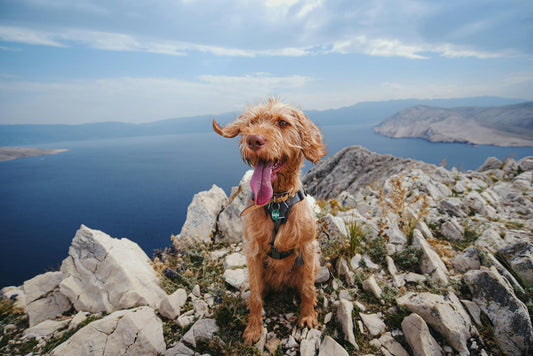 How to Keep Your Pet Hydrated During Hot Weather