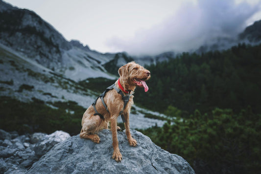 The Top 5 Benefits of Spill-Proof Pet Bowls for Your Home