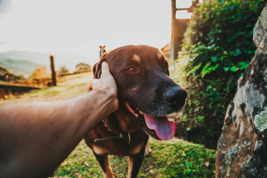 Eco-Friendly Pet Products: Why They Matter