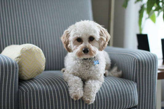 How to Maintain a Clean Feeding Area for Your Pets