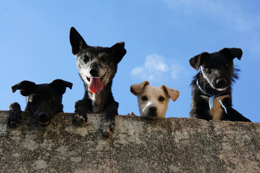 Traveling with Pets: Must-Have Essentials for Stress-Free Trips