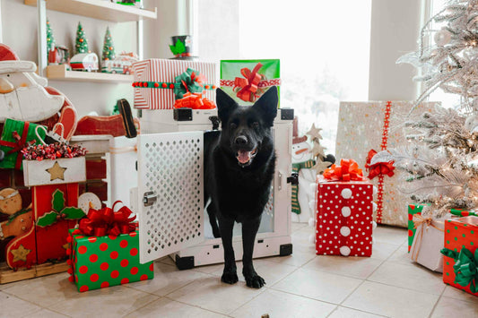 Customer Stories: How PetX™ Bowls Changed My Pet’s Life