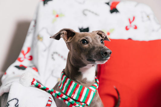 5 Tips for Keeping Your Dog’s Feeding Area Clean