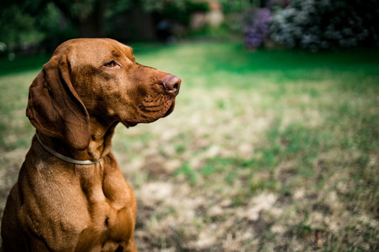 How to Prevent Water Spills with Active Dogs