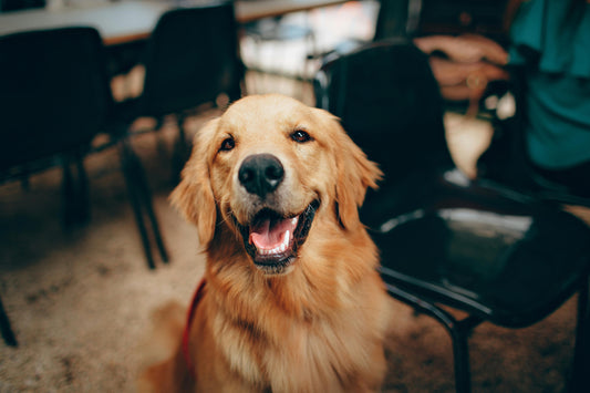 Signs Your Pet Needs to Drink More Water