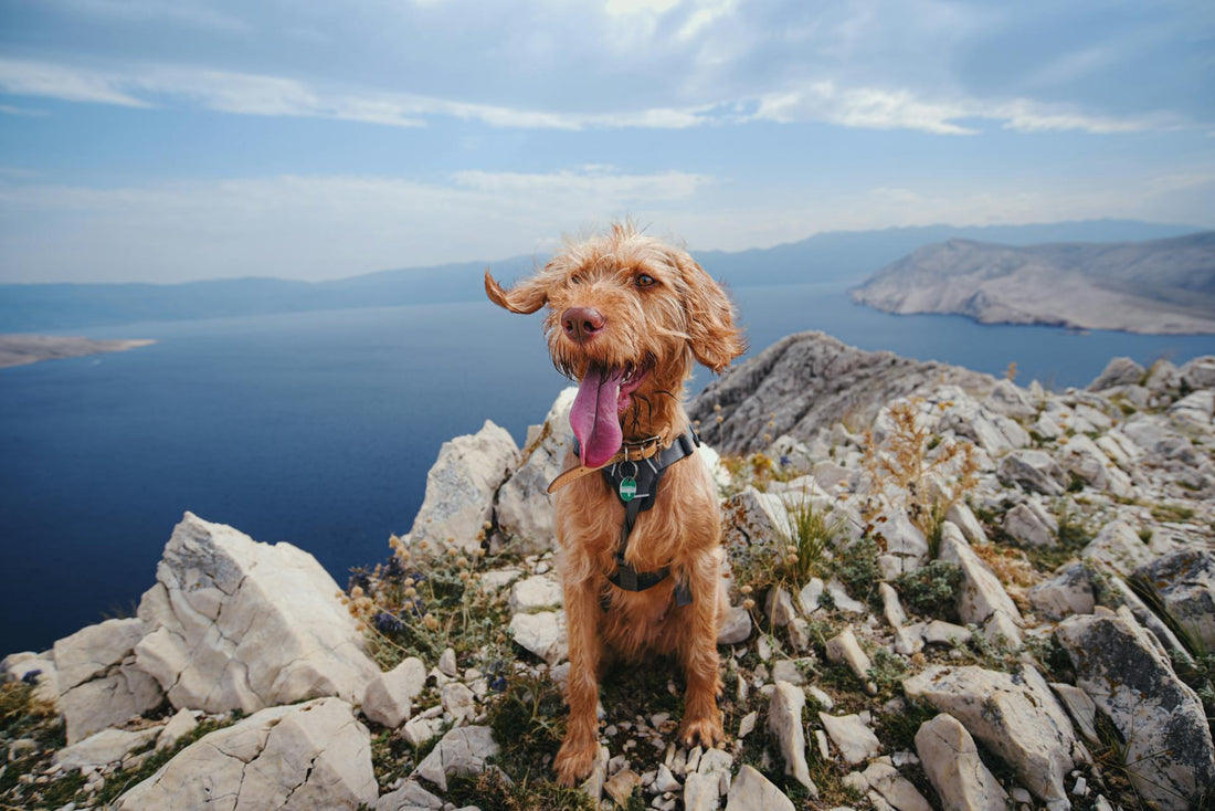 How to Keep Your Pet Hydrated During Hot Weather