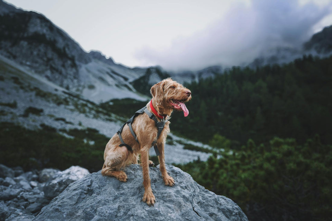 The Top 5 Benefits of Spill-Proof Pet Bowls for Your Home