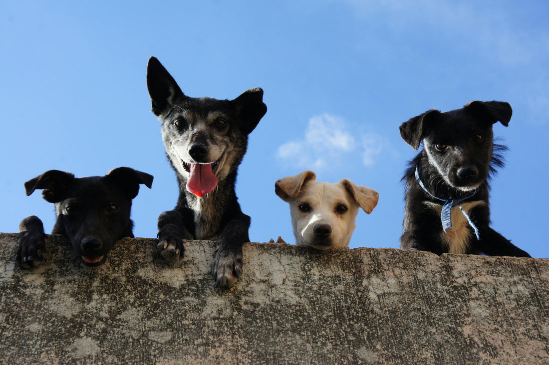 Traveling with Pets: Must-Have Essentials for Stress-Free Trips