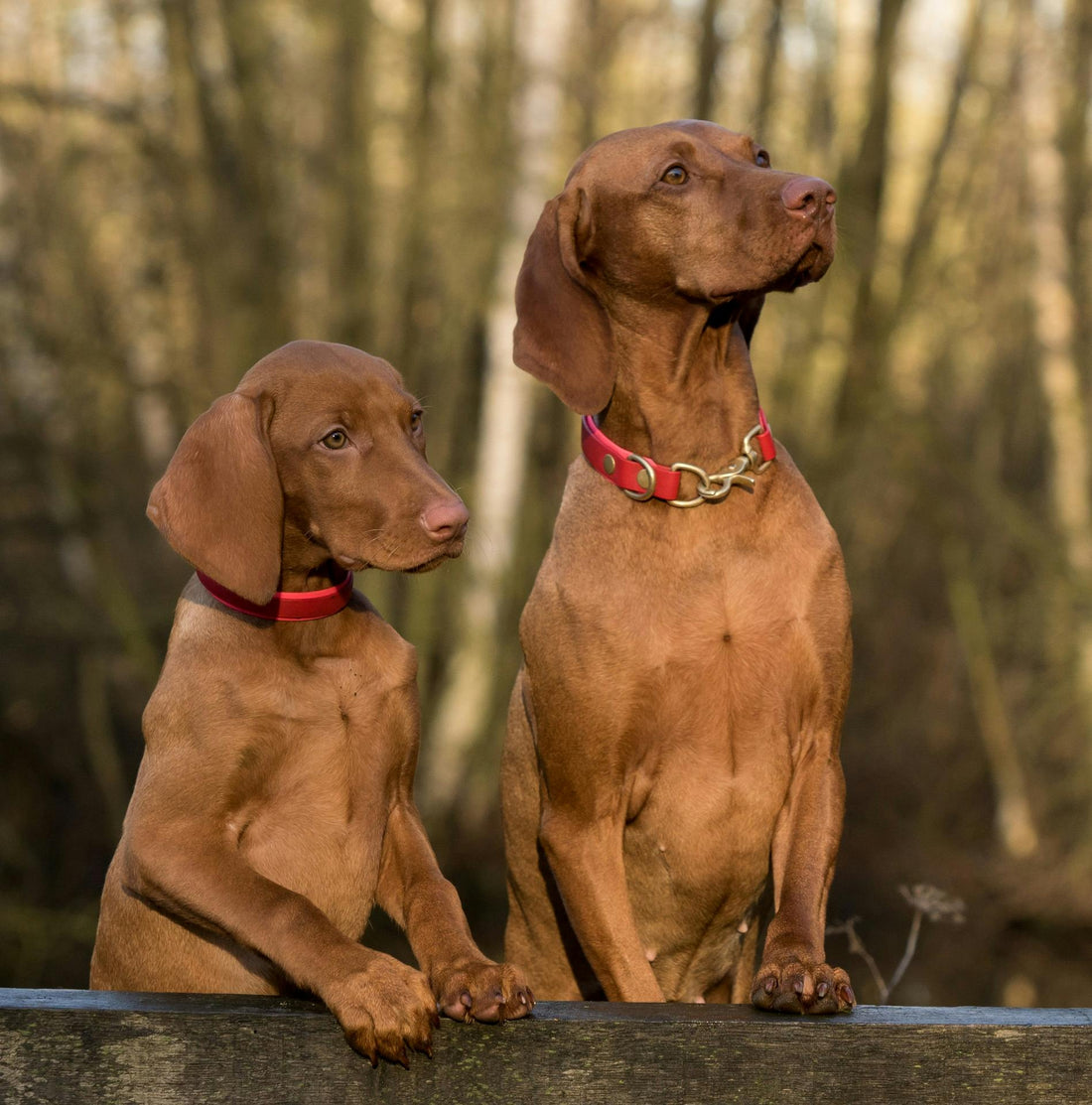 A Guide to Choosing the Right Bowl for Your Dog’s Breed