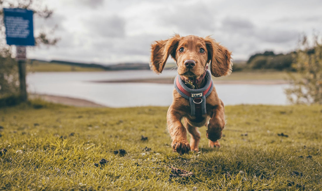 Why Stainless Steel is the Best Material for Your Pet's Bowl